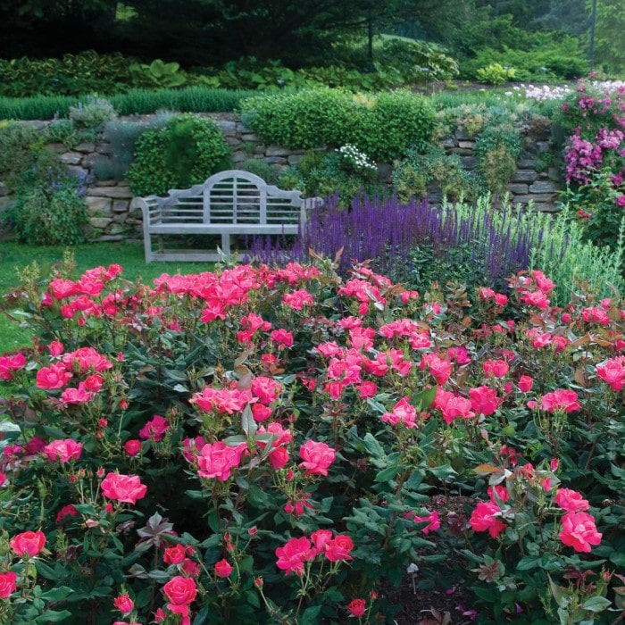 Almanac Planting Co: An inviting garden scene with Red Knockout Roses (Rosa 'Radrazz') in the foreground, complemented by a bench and a backdrop of purple salvia, illustrating a picturesque, maintenance-friendly landscape that's perfect for public and residential gardens alike.