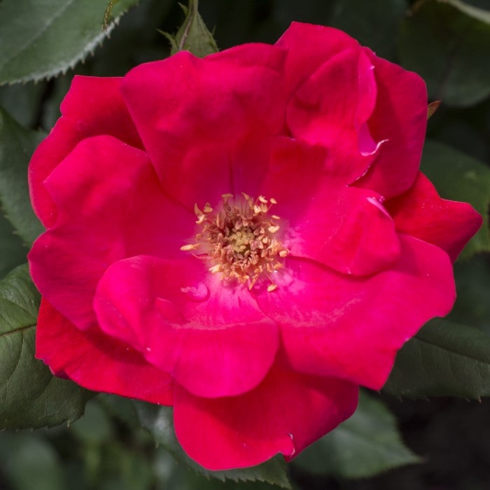  Almanac Planting Co: A stunning close-up of a Red Knockout Rose (Rosa 'Radrazz'), its vivid red petals and golden stamen offering a classic yet resilient beauty, ideal for gardeners seeking a hardy, repeat-blooming rose variety that requires minimal care.