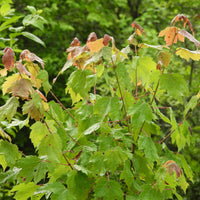 Red Maple