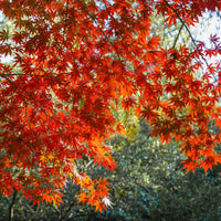 Red Maple