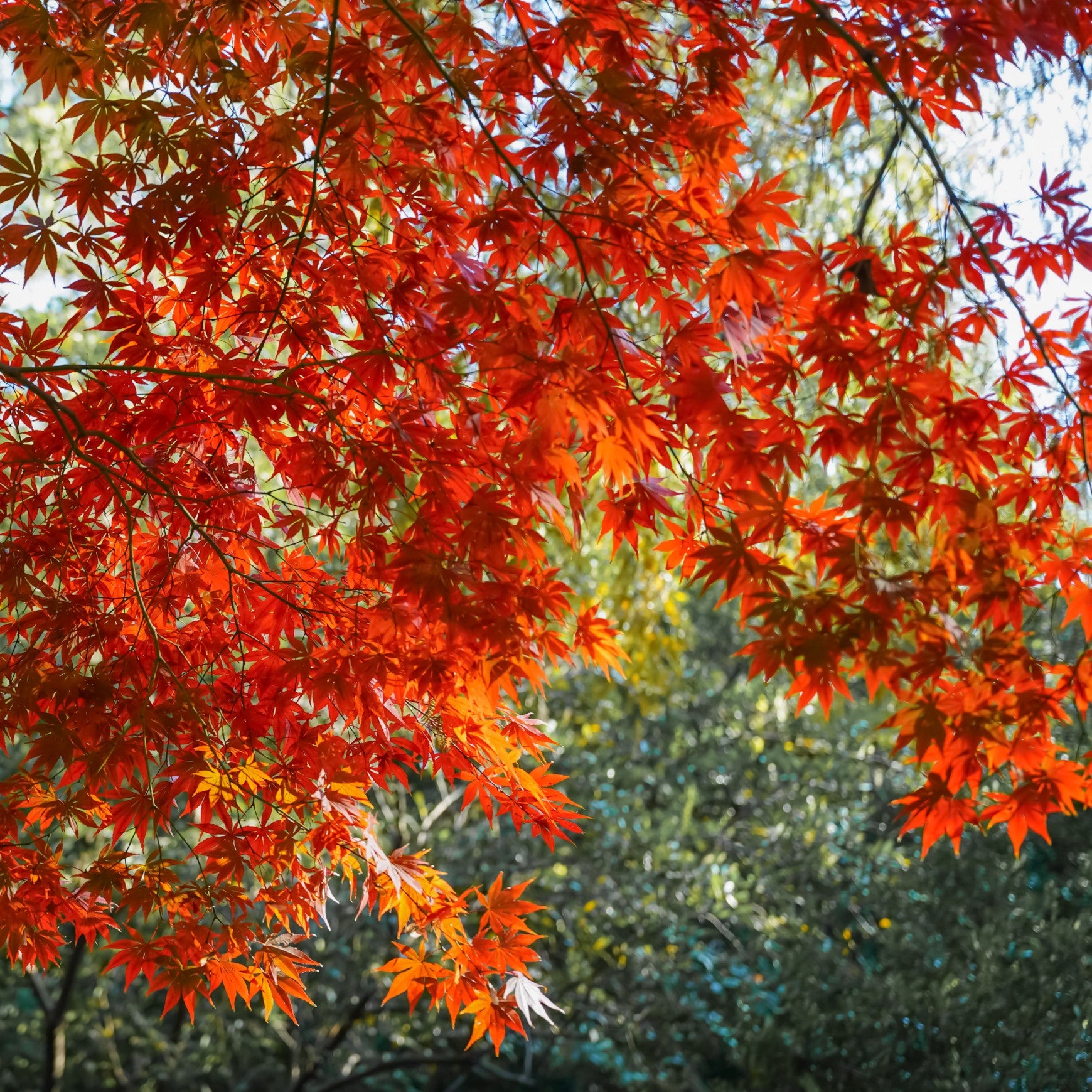 Red Maple