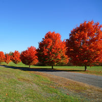 Red Maple