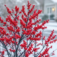 Red Sprite Winterberry