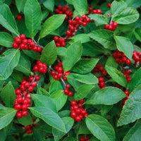 Red Sprite Winterberry