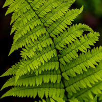 Remote Wood Fern