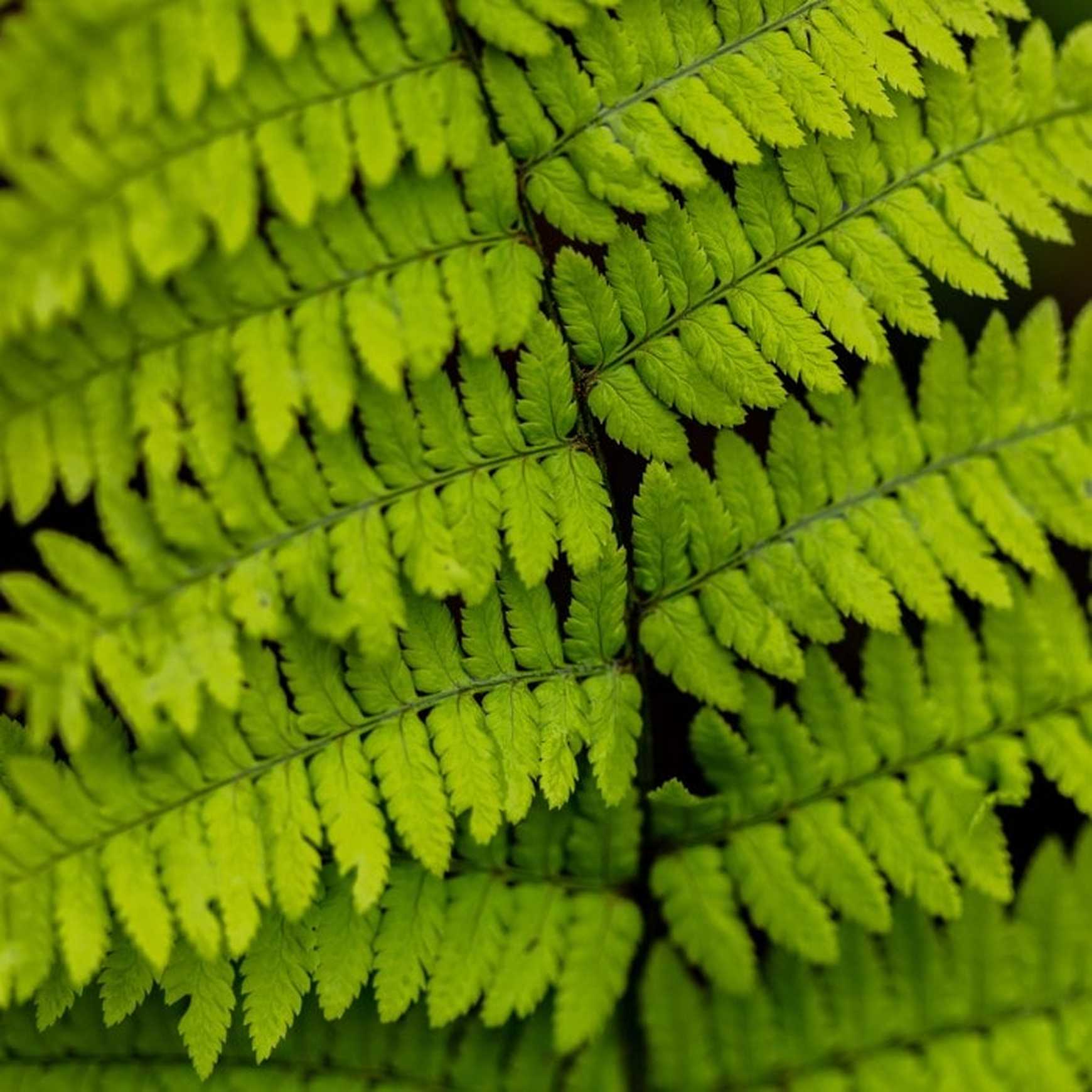 Remote Wood Fern