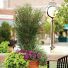  Almanac Planting Co: Accentuate your urban patio with the Proven Winners Fine Line® Buckthorn (Rhamnus frangula), a slender, upright shrub displayed in a large container, complemented by a cascade of vibrant purple flowers and lush green sweet potato vines, perfect for small spaces and container gardening.
