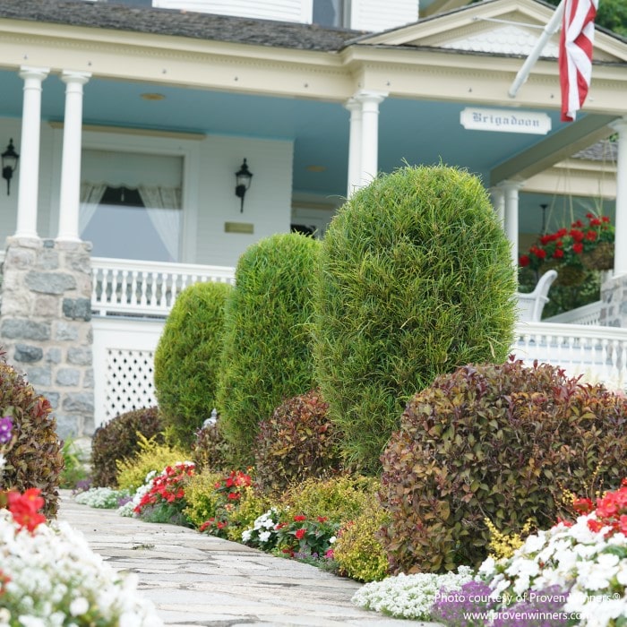 Almanac Planting Co: Create an elegant approach to your home with Proven Winners Fine Line® Buckthorn (Rhamnus frangula), sculpted into artistic topiary forms, flanking a stone walkway amidst a burst of colorful annuals, an inspired choice for formal and whimsical landscapes alike.