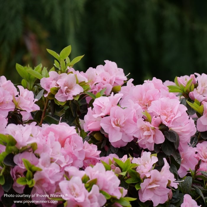 Almanac Planting Co: Proven Winners Perfecto Mundo Double Pink Reblooming Azalea. This image is a side view and the azalea is covered with light pink blooms.