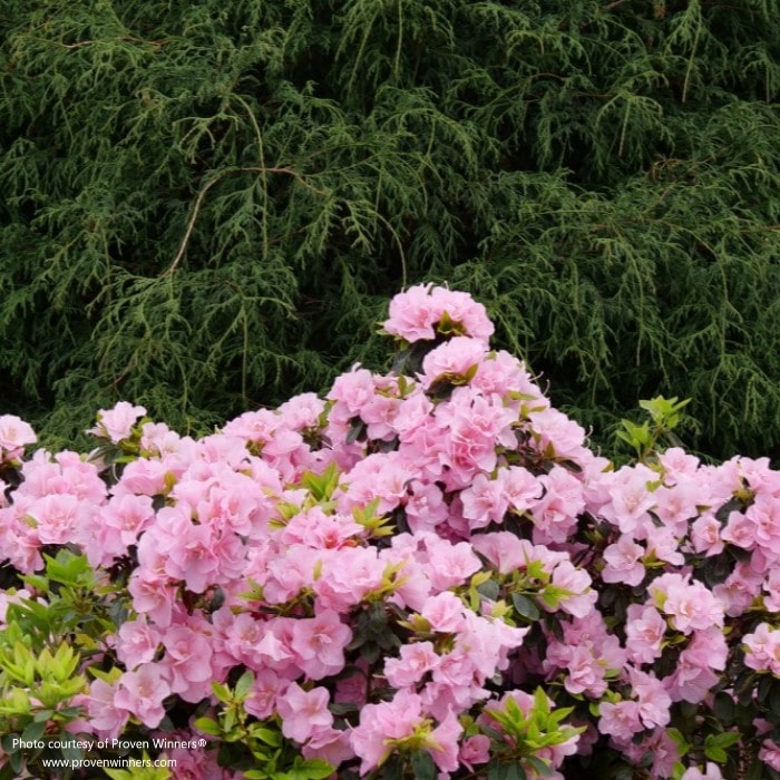 Almanac Planting Co: Proven Winners Perfecto Mundo Doble Pink Reblooming Azalea in a state of heavy blooming! The blooms are pink and it's growing in front of an evergreen shrub.