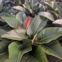 Almanac Planting Co Rojo Congo Philodendron (Red Philodendron) growing next to each other. The foliage is a mixture of reds and greens.