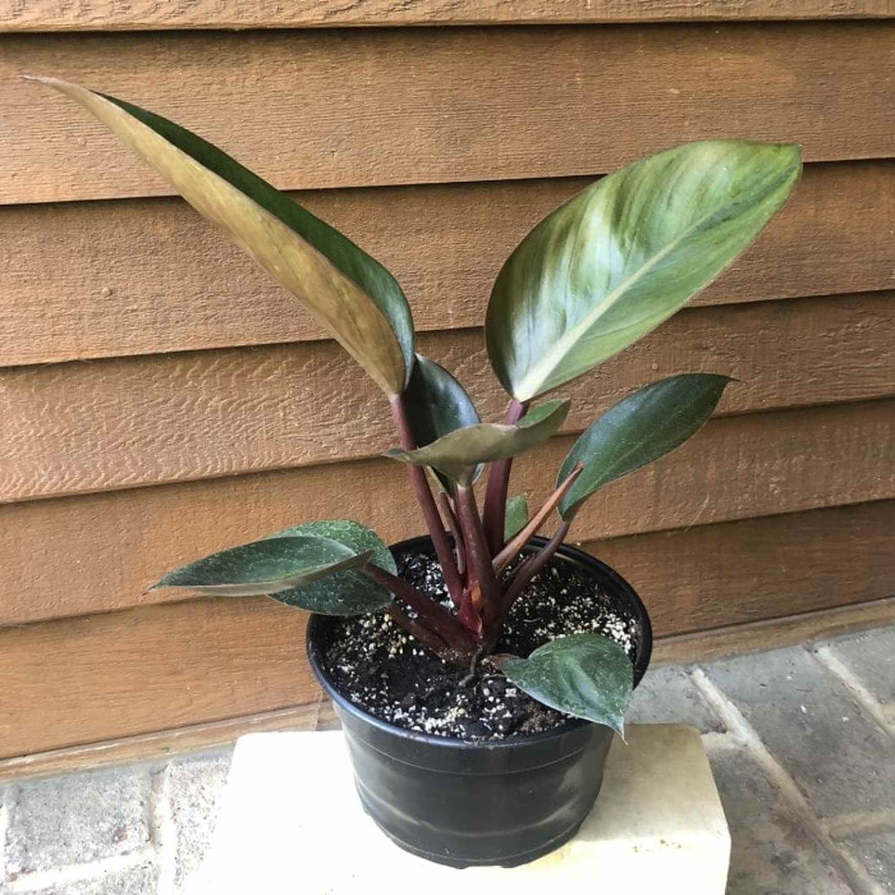 Almanac Planting Co Rojo Congo Philodendron (Red Philodendron) potted in an 8" grow pot.