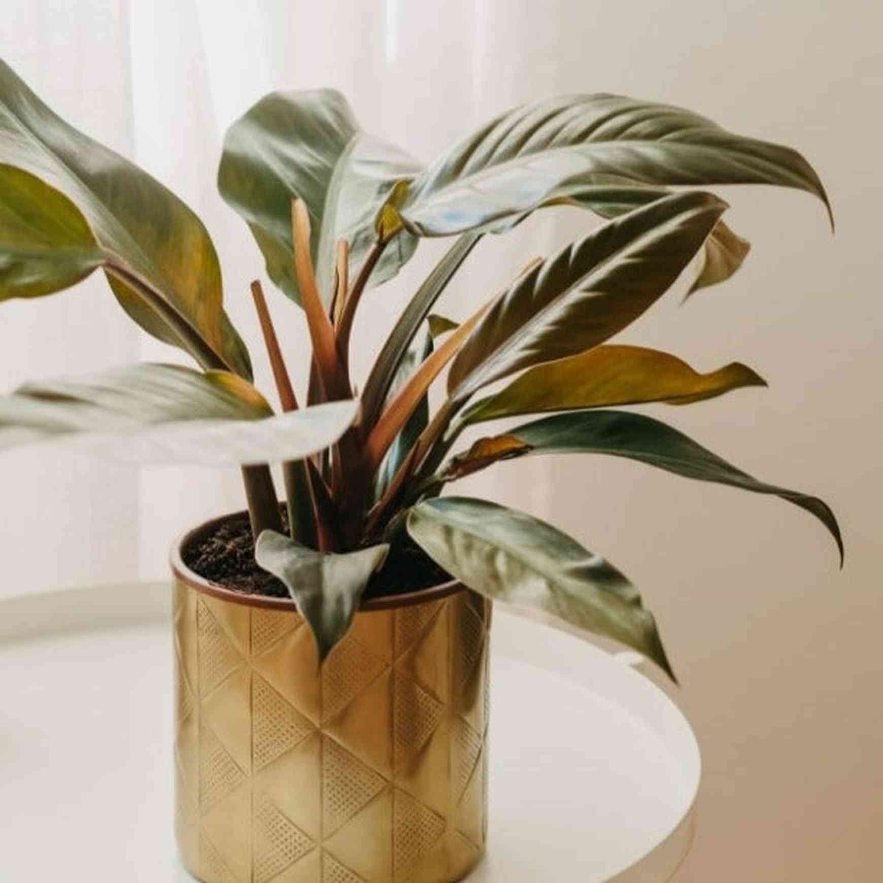 rojo congo philodendron price Rojo Congo Philodendron
