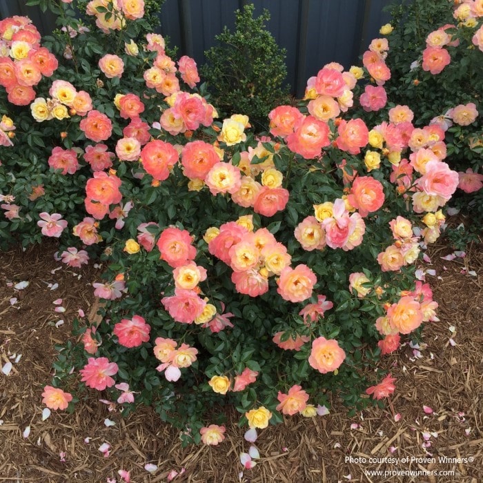 Almanac Planting Co OSO EASY® Italian Ice® Landscape Rose. A mature rose growing in a bed of mulch, covered in blooms!