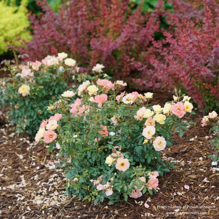 Almanac Planting Co OSO EASY® Italian Ice® Landscape Rose. An image of a few rose bushes covered in blooms.