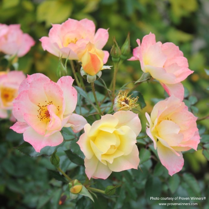 Almanac Planting Co OSO EASY® Italian Ice® Landscape Rose. A bunch of flowers on the end of a branch. The flowers are various shades of pink and yellow, with a little orange as well!