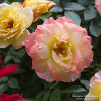 Almanac Planting Co OSO EASY® Italian Ice® Landscape Rose. A close up image of a pinkish white rose with a yellow center.