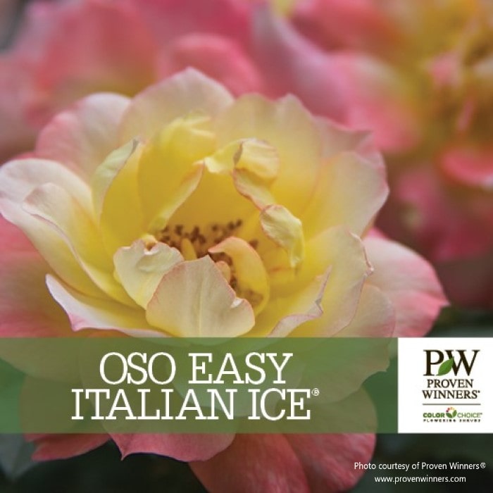 Almanac Planting Co OSO EASY® Italian Ice® Landscape Rose. A branded Proven Winners card with an image of a yellowish pink bloom.
