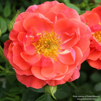 Almanac Planting Co: Proven Winners® Rosa 'Oso Easy Mango Salsa' featuring a single rose in full bloom with detailed yellow stamens.
