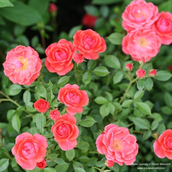 Almanac Planting Co: Proven Winners® Rosa 'Oso Easy Mango Salsa' with clusters of pink roses against a backdrop of green foliage.
