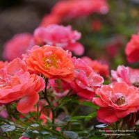 Almanac Planting Co: Proven Winners® Rosa 'Oso Easy Mango Salsa' showcasing close-up of vibrant pink-orange blooms with raindrops.