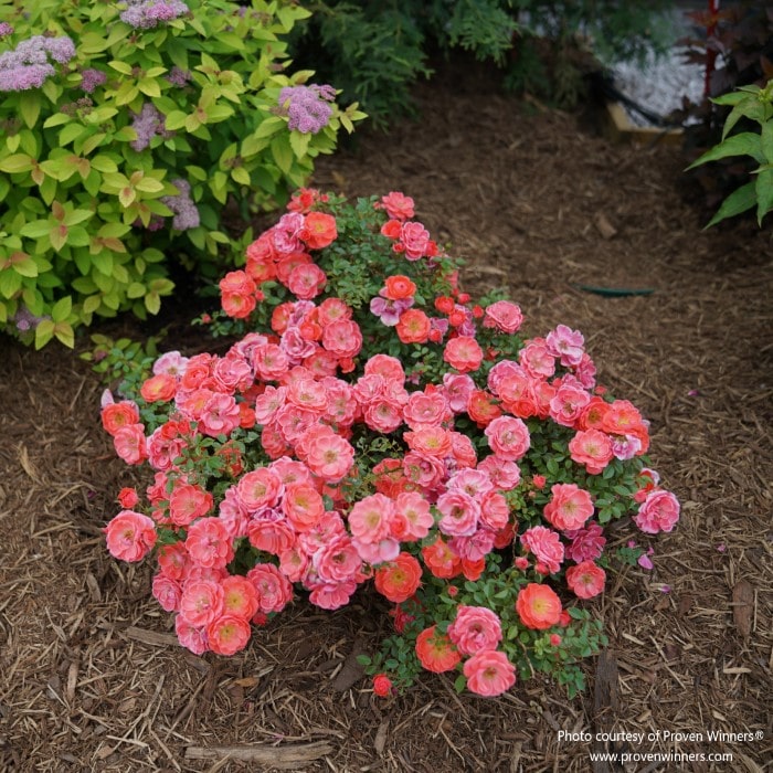 Almanac Planting Co: Proven Winners® Rosa 'Oso Easy Mango Salsa' with abundant coral-pink flowers blooming in a garden bed.
