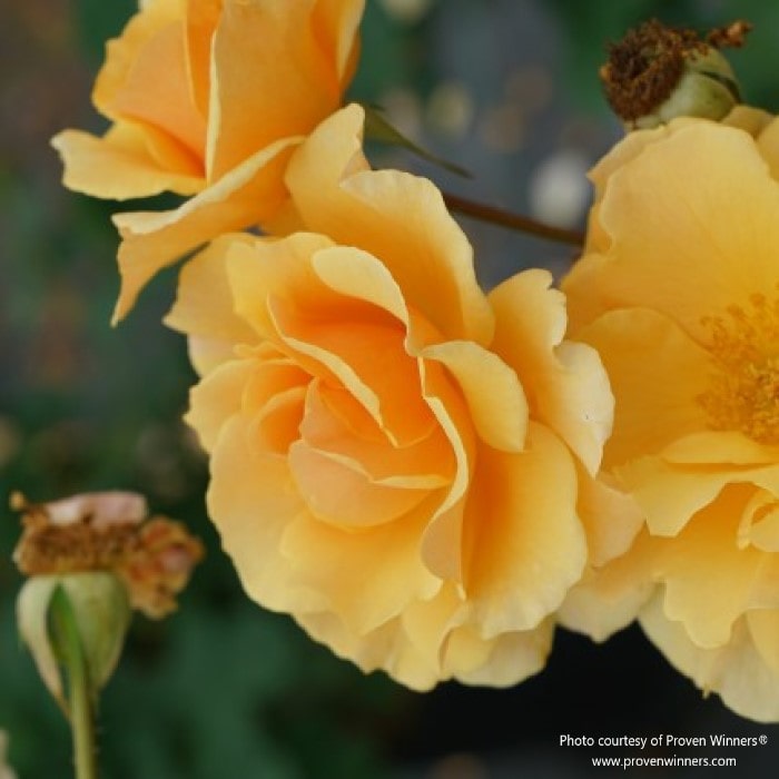 Almanac Planting Co: Proven Winners® 'Rise Up Amberness' rose with rich amber-hued blooms, spent flowers, and lush green leaves.