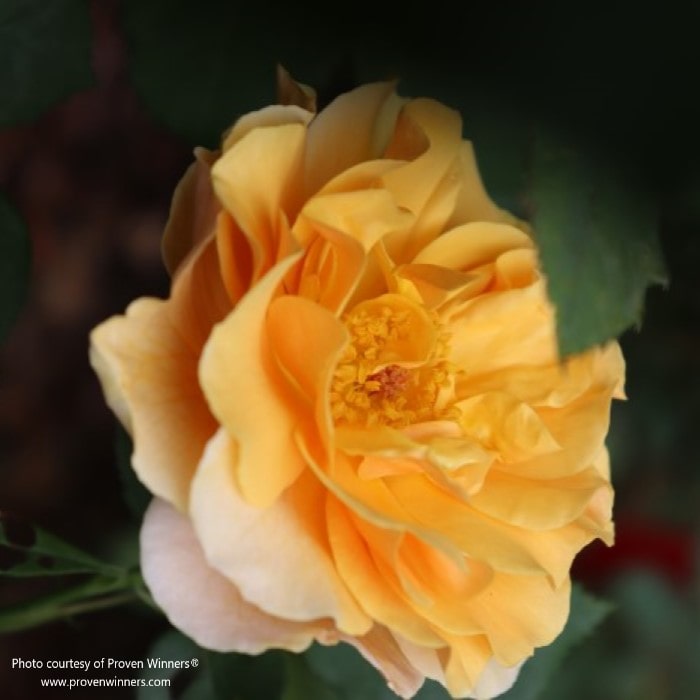 Almanac Planting Co: Proven Winners® 'Rise Up Amberness' rose close-up showcasing the delicate layers of golden petals.