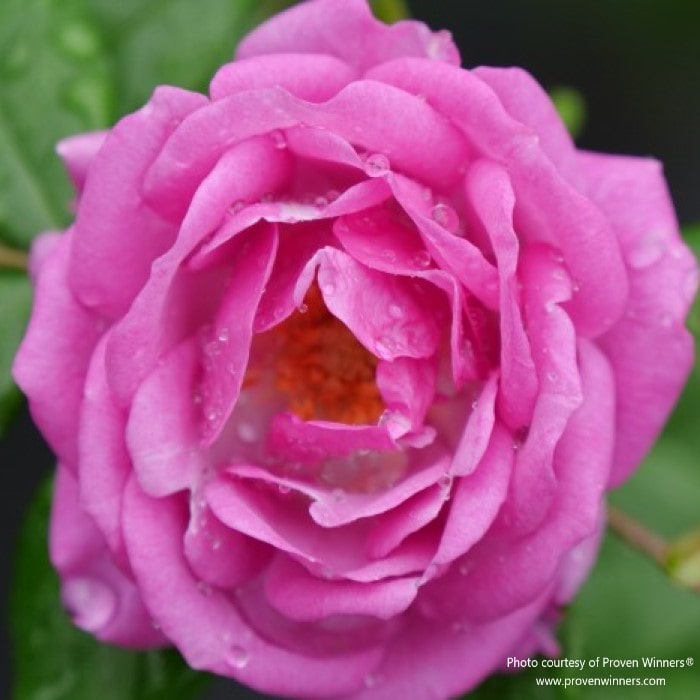 Almanac Planting Co: Proven Winners® 'Rise Up Lilac Days' rose featuring delicate pink blooms with a close-up of petals.