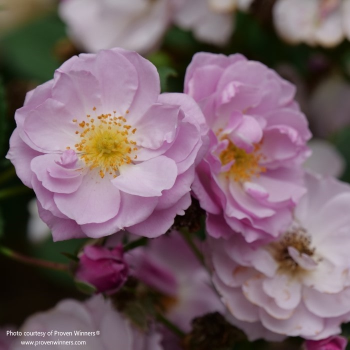 Almanac Planting Co: Proven Winners® 'Rise Up Lilac Days' rose with a vibrant display of pink flowers in full bloom.