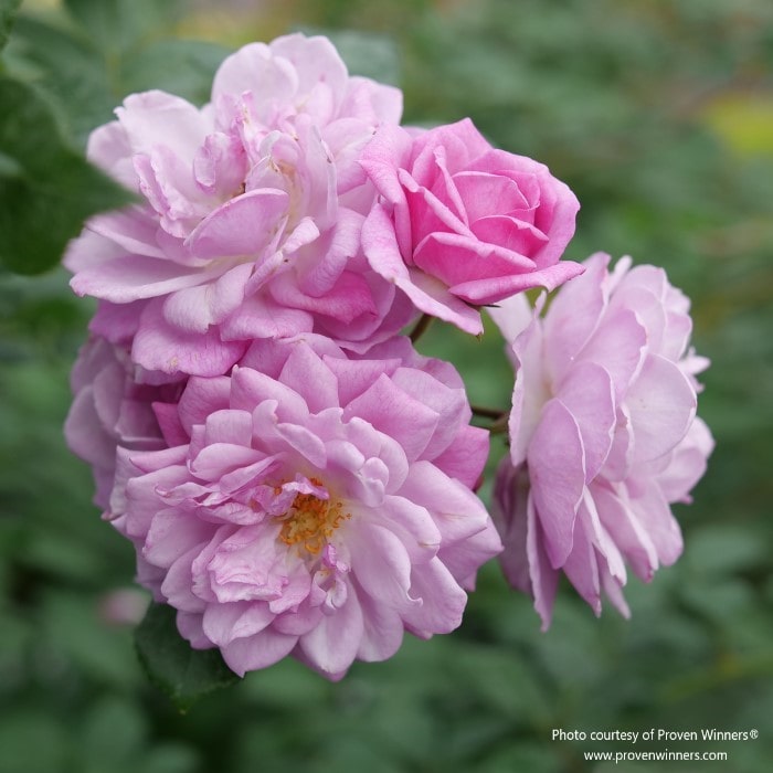 Almanac Planting Co: Proven Winners® 'Rise Up Lilac Days' rose with clusters of soft lilac-pink flowers and lush foliage.