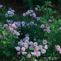 Almanac Planting Co: Proven Winners® 'Rise Up Lilac Days' rose showcasing a spray of pastel pink roses against a garden backdrop.