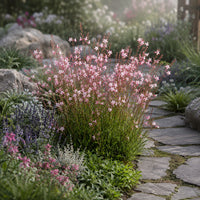 Rosy Jane Gaura