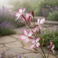 Rosy Jane Gaura