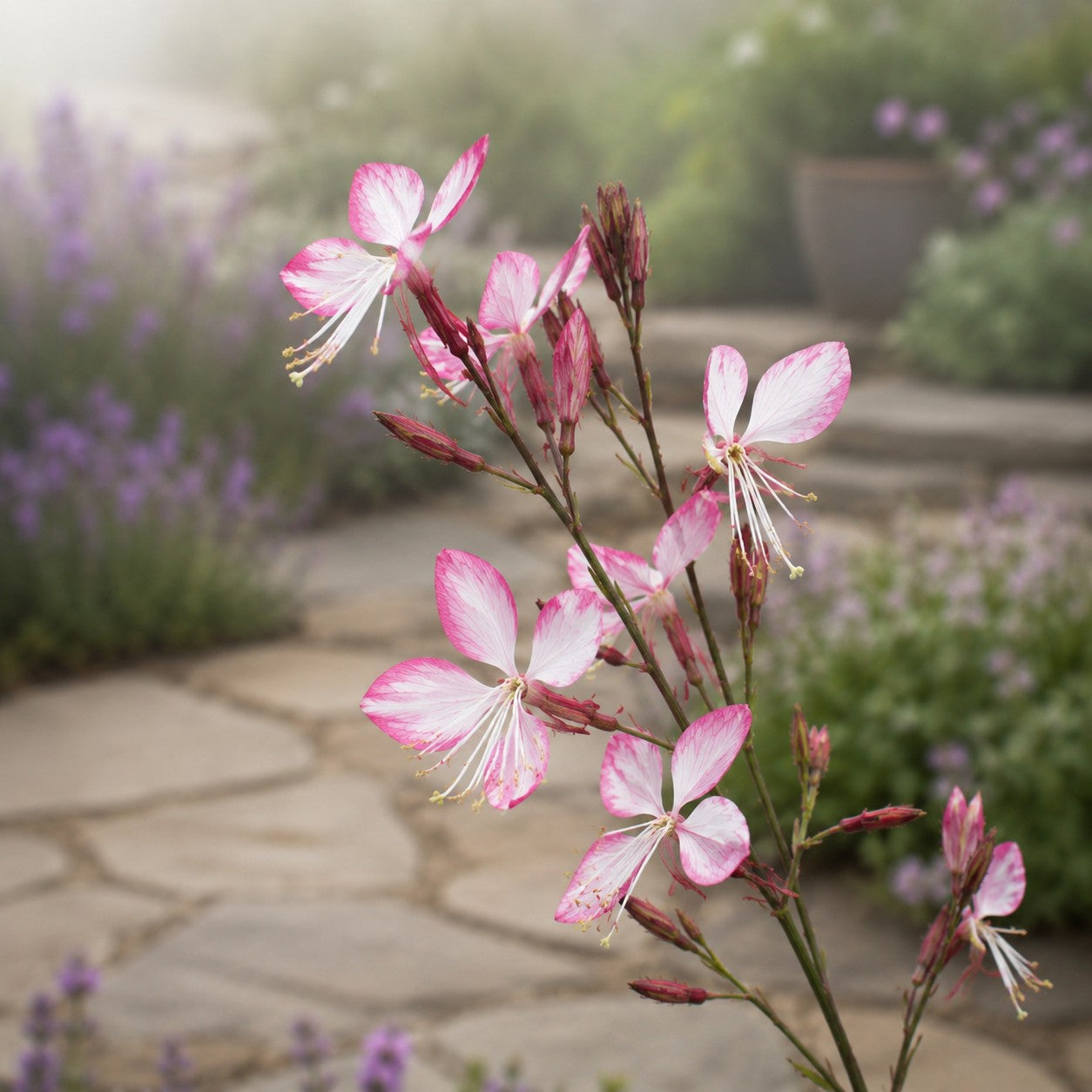 Rosy Jane Gaura