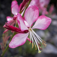 Rosy Jane Gaura