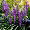 Almanac Planting Co: Rich purple blooms of Royal Purple Liriope (Monkey Grass) highlighting the plant’s vibrant color and textural contrast, ideal for adding perennial interest to shade gardens and walkways.