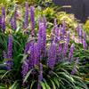 Almanac Planting Co: Luxuriant Royal Purple Liriope (Liriope muscari 'Royal Purple'), commonly known as Turf Grass, showcasing its deep purple flower spikes against robust green foliage, perfect for borders and ornamental gardens.