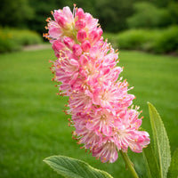 Ruby Spice Summersweet