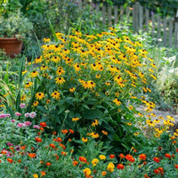 Almanac Planting Co: A lush garden bed bursts with color, featuring a prominent clump of Rudbeckia 'Goldsturm' in full bloom. The vibrant yellow petals and dark centers brighten the landscape, offering a pollinator-friendly highlight for late summer gardens.