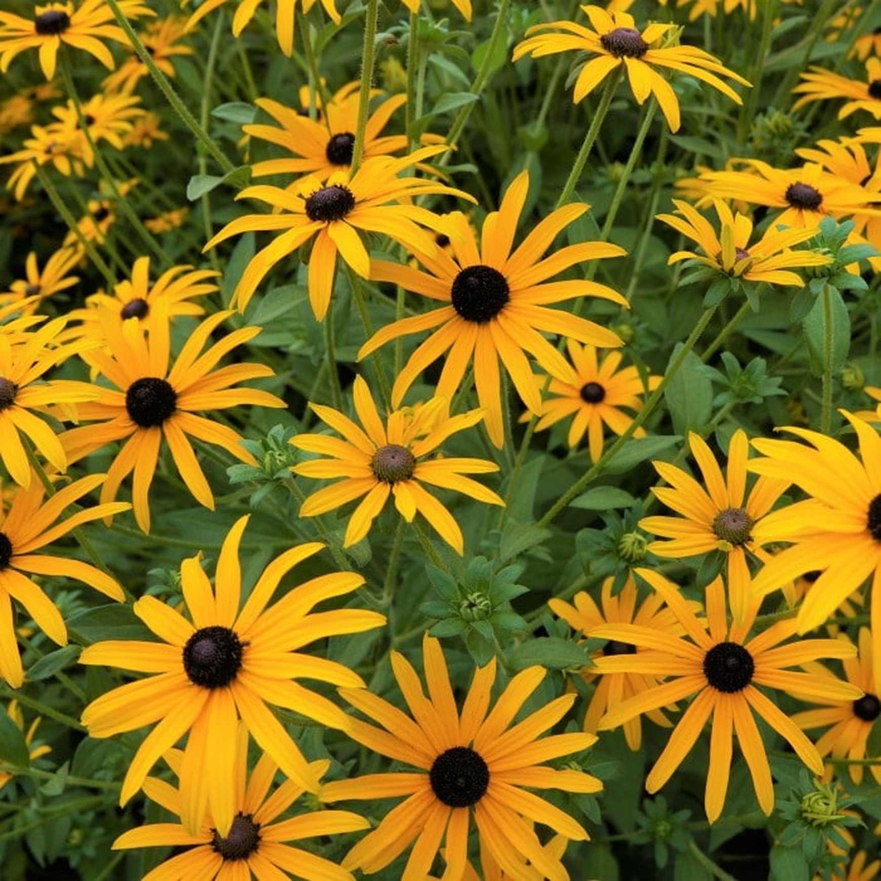 Almanac Planting Co: A cheerful mass of Rudbeckia ‘Goldsturm’ displays radiant yellow daisy-like flowers with bold black centers, creating an eye-catching and low-maintenance focal point. Perfect for sunny gardens, this classic variety blooms heavily and attracts bees and butterflies all season long.