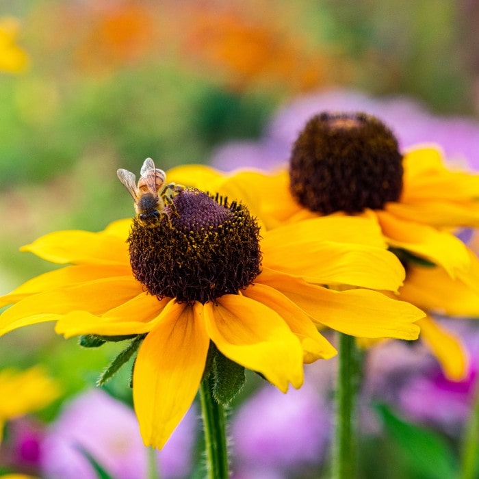Almanac Planting Co: A close-up of Rudbeckia ‘Goldsturm’ reveals its golden petals surrounding a deep brown cone, as a honeybee collects nectar. Beloved by pollinators and gardeners alike, this native perennial is a staple for late-season color and wildlife support.