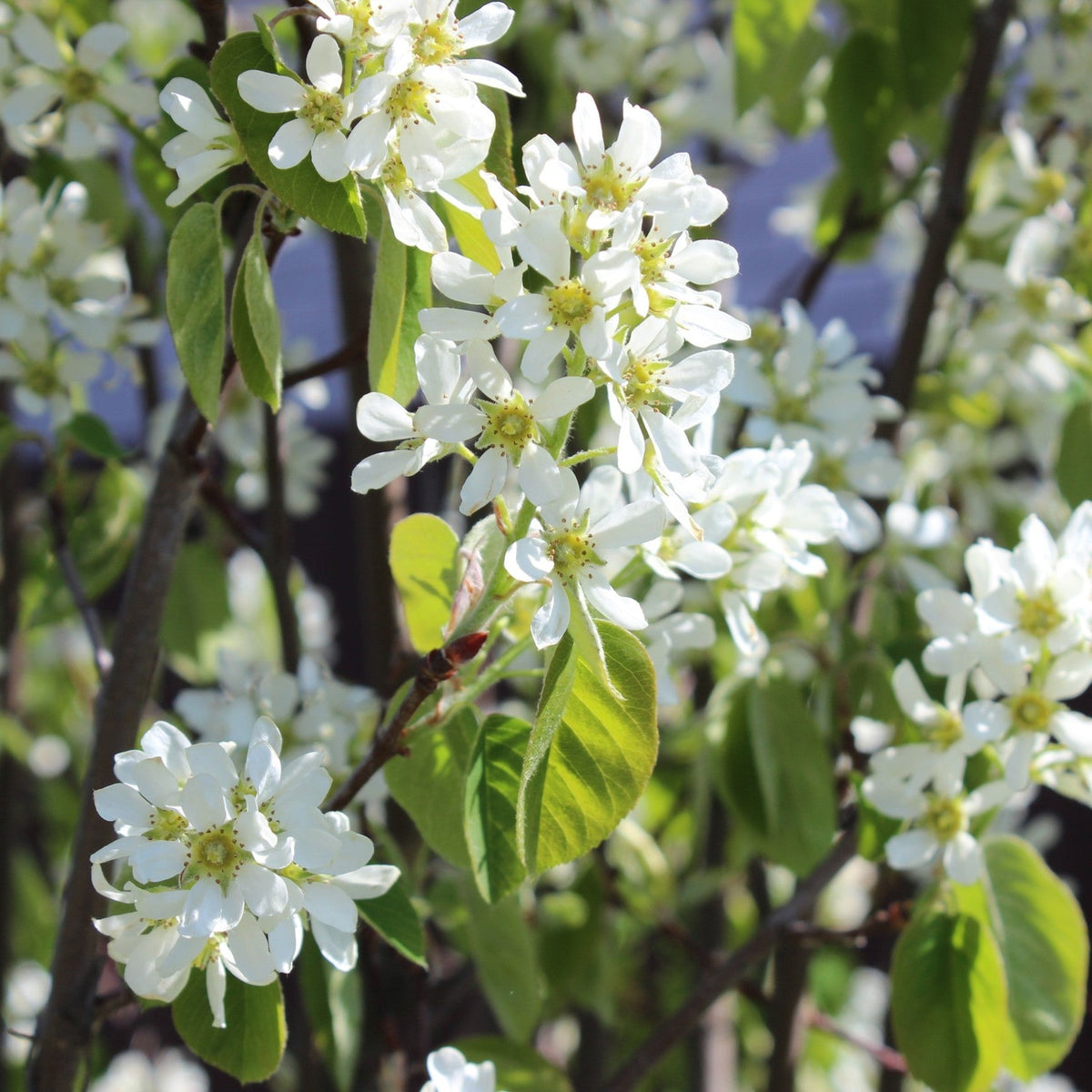 Almanac Planting Co: Amelanchier spicata running serviceberry white spring flowers close-up detail