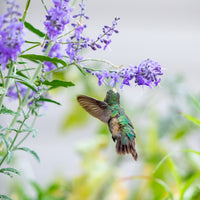 Russian Sage