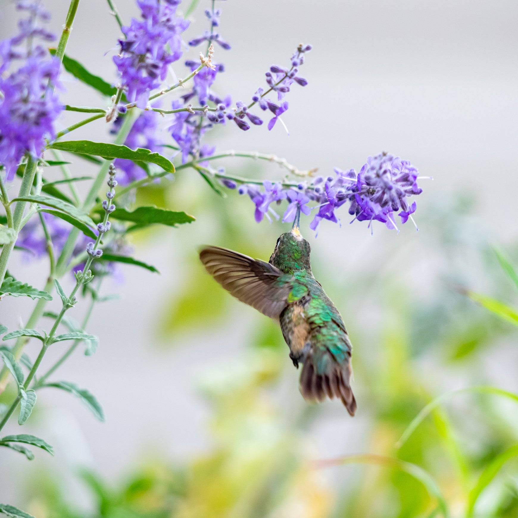Russian Sage