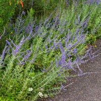 Russian Sage