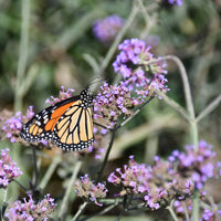 Russian Sage
