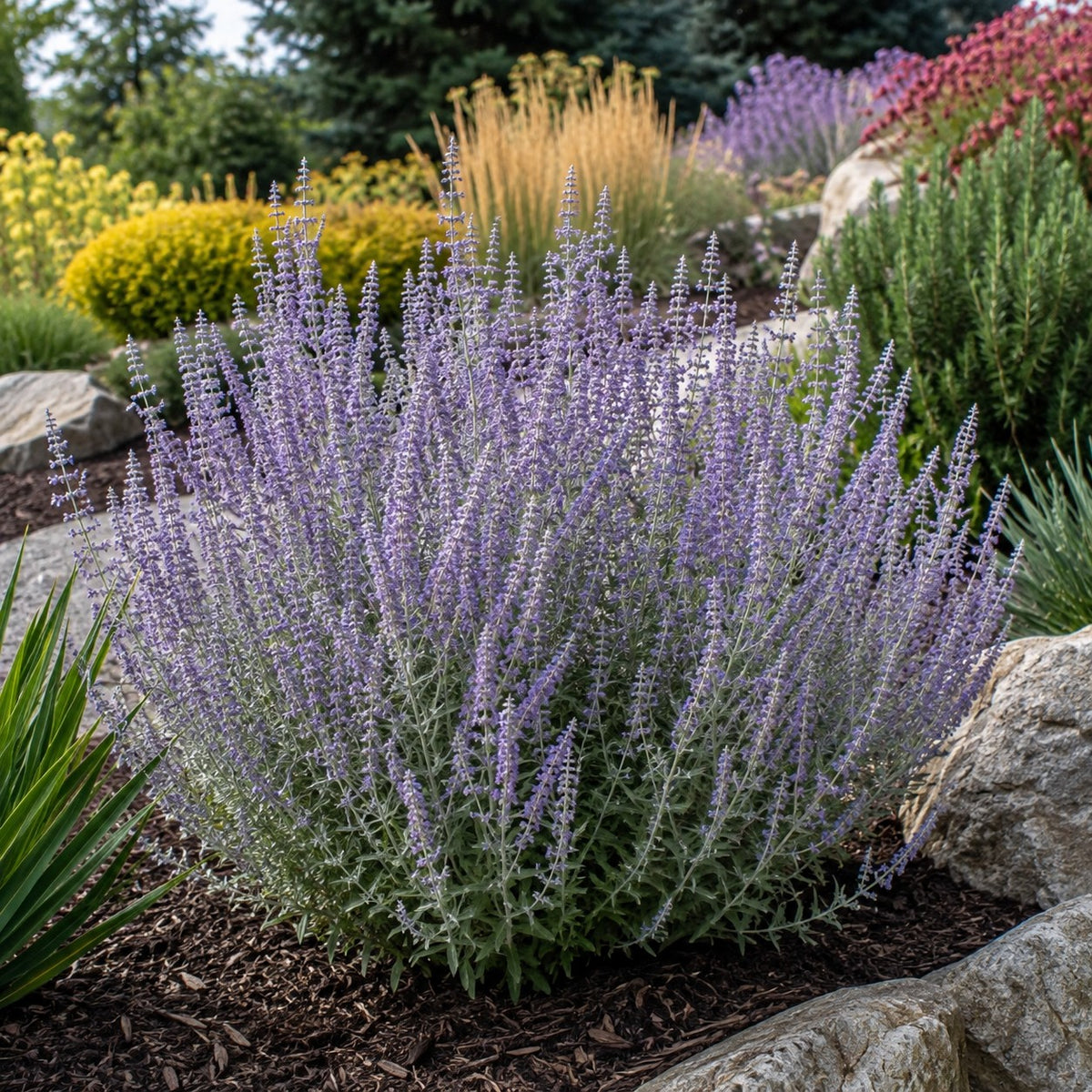 Almanac Planting Co: Russian Sage forming a large lavender-blue flowering clump in an upscale mixed perennial garden with stone edging