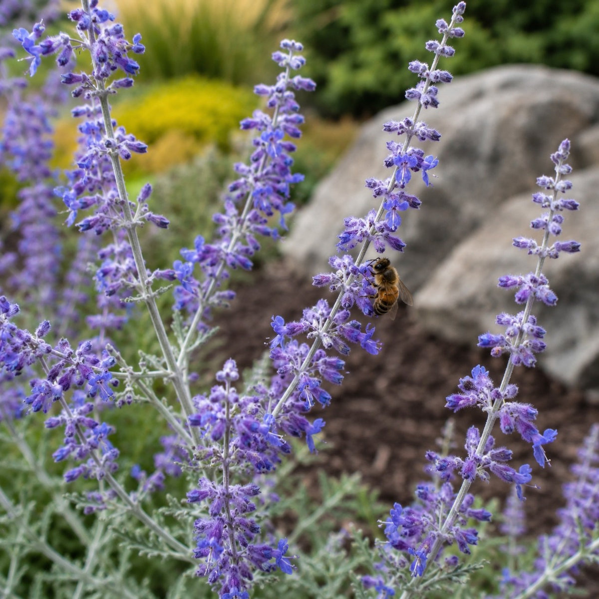Almanac Planting Co: Close-up of Russian Sage showing lavender-purple flower spikes with a bee and silvery green foliage in a landscaped garden setting