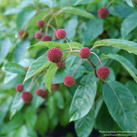 Almanac Planting Co: Close-up of Sugar Shack® 2.0 Buttonbush showing clusters of red seedheads among glossy green foliage